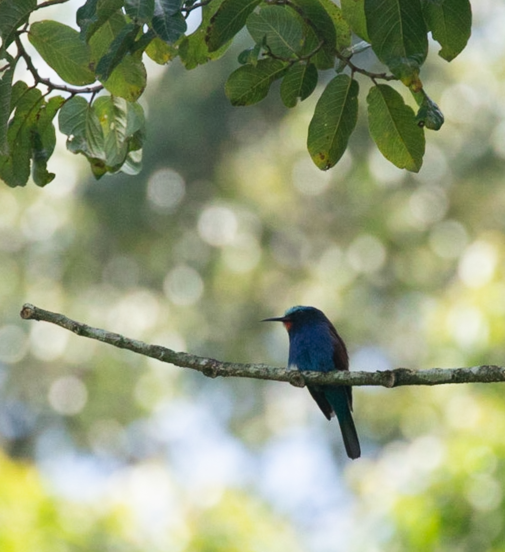 Forest Bird