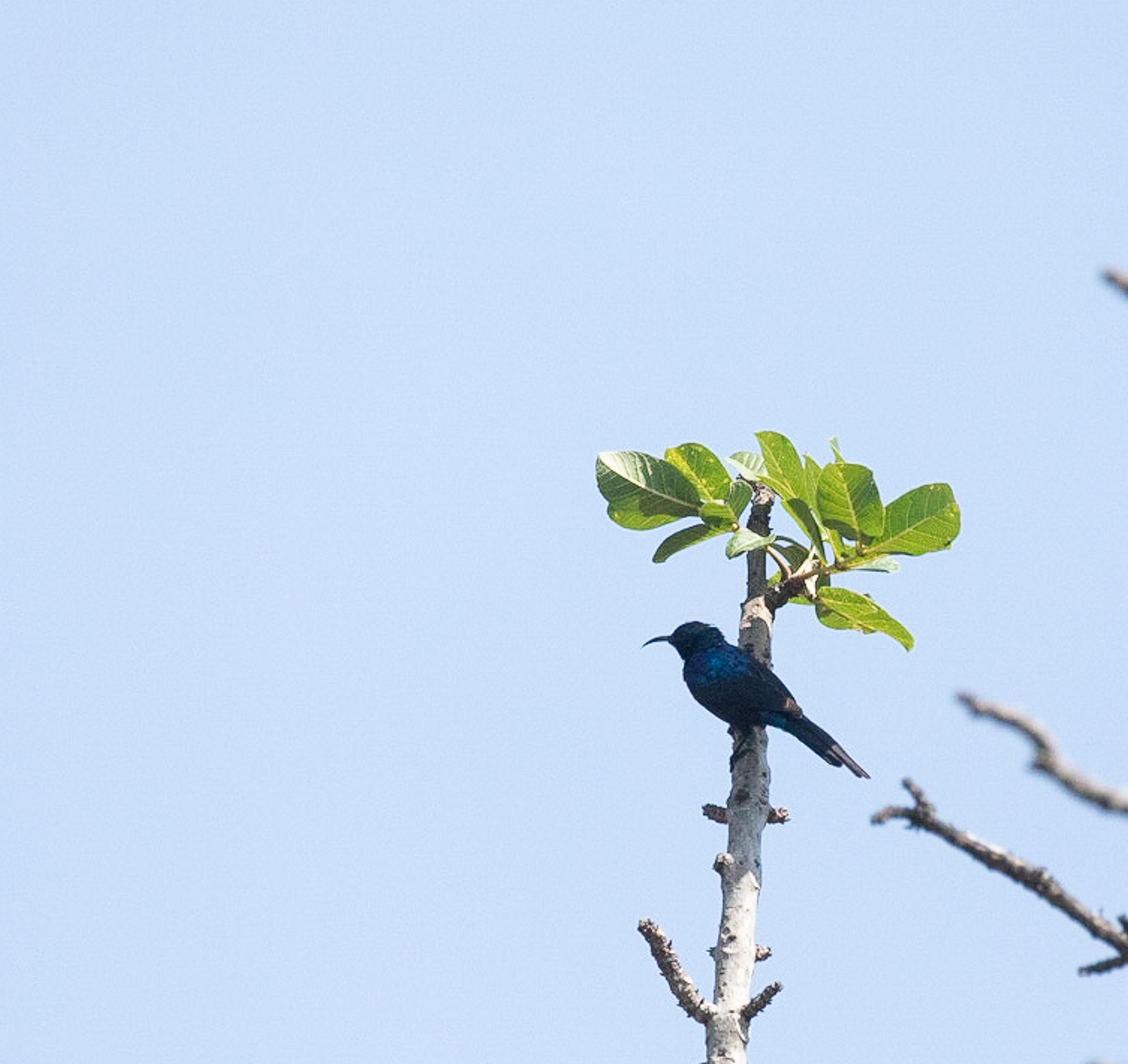 African Birdlife