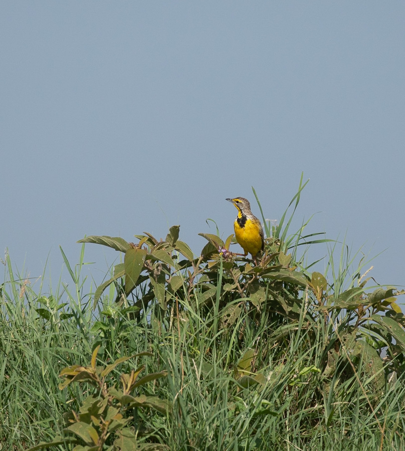 Savannah Bird