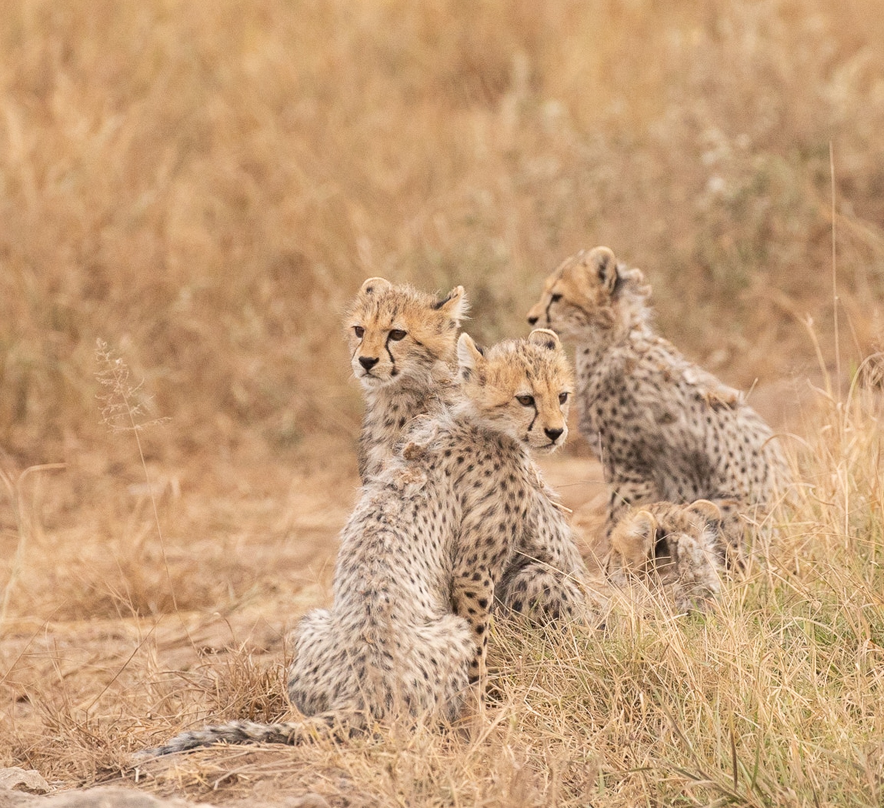 Cheetah Cubs