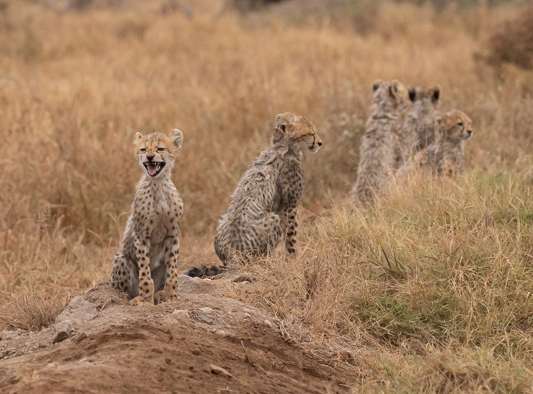Cheetah family