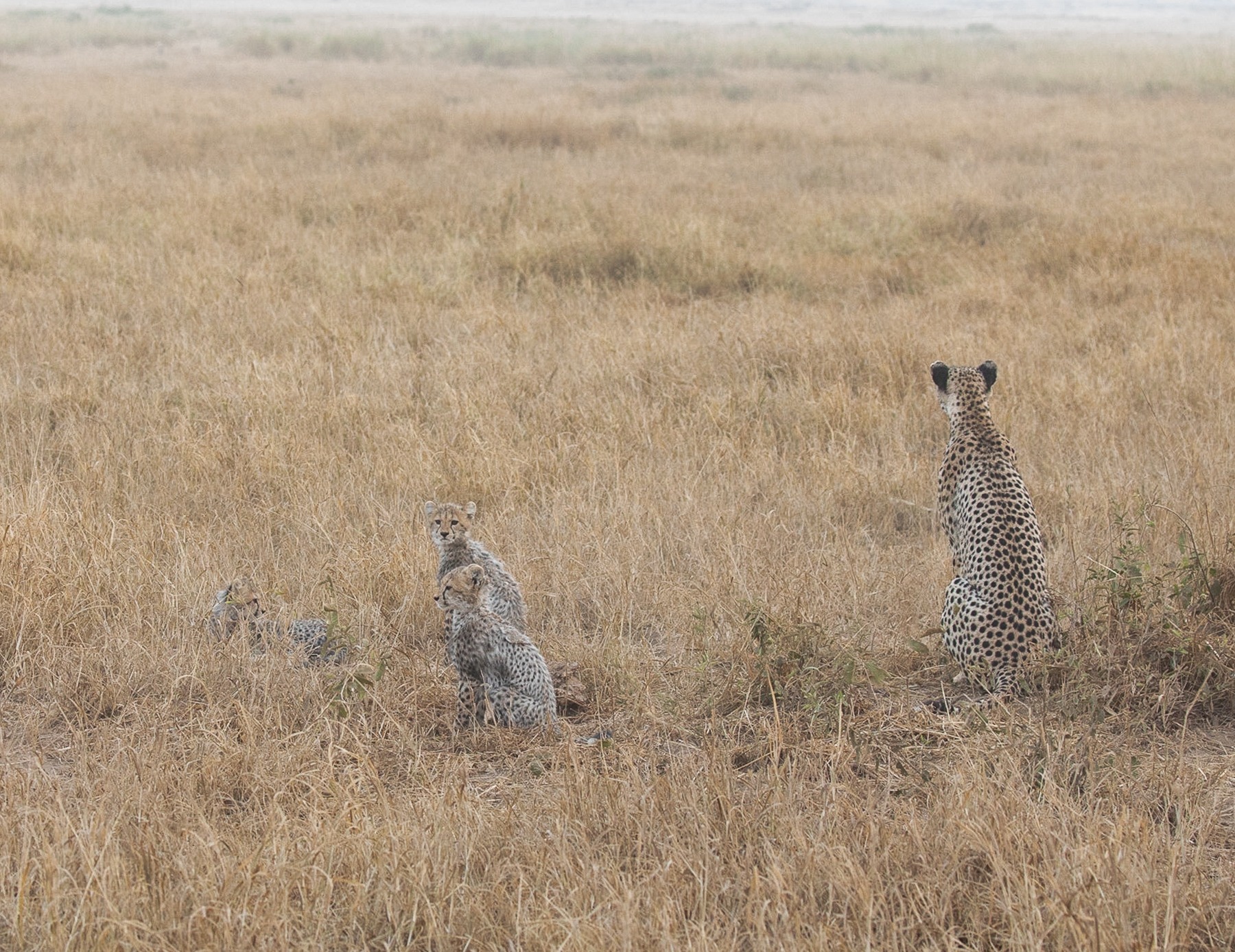 Cheetah Family