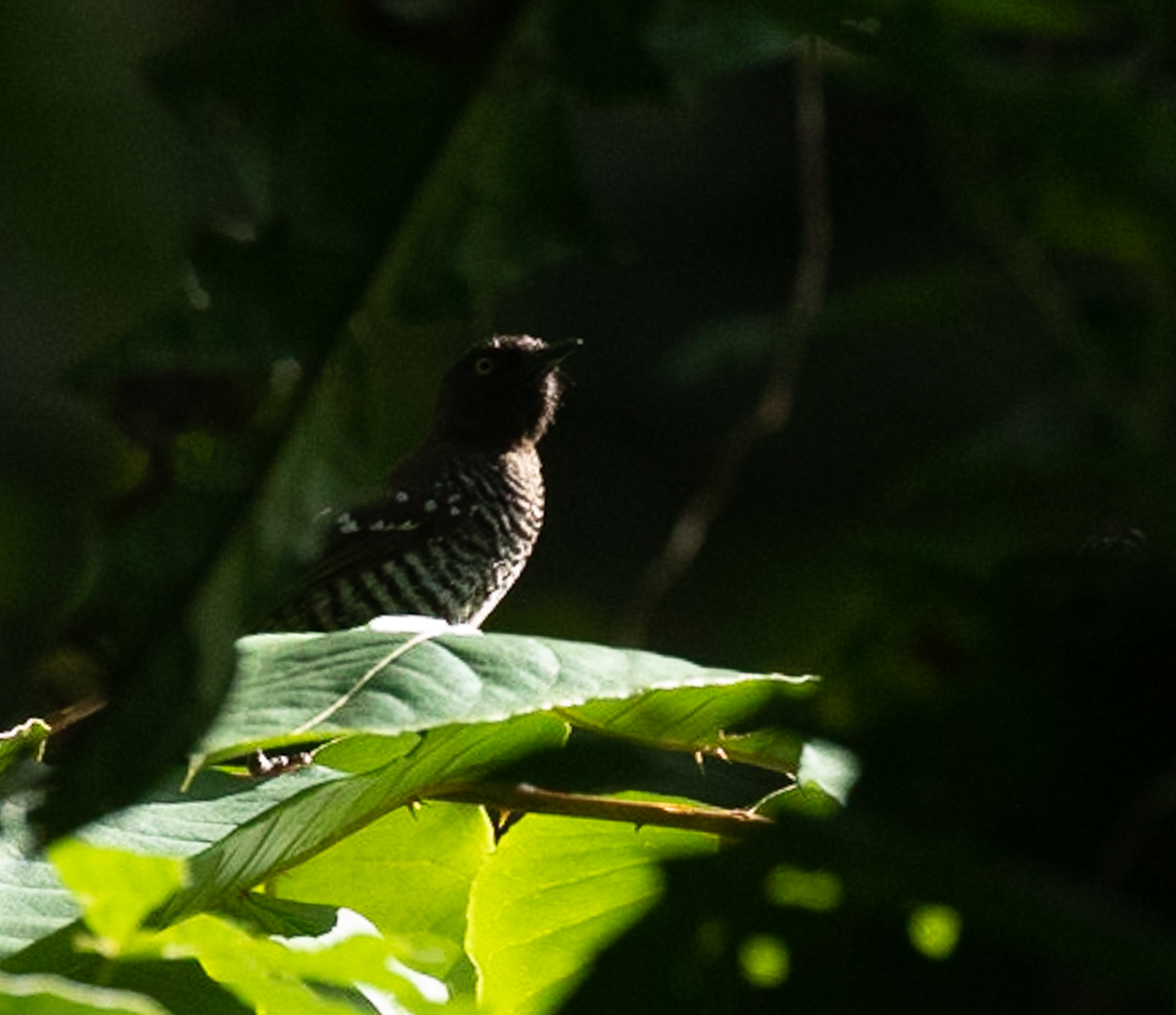 Light in the Forest
