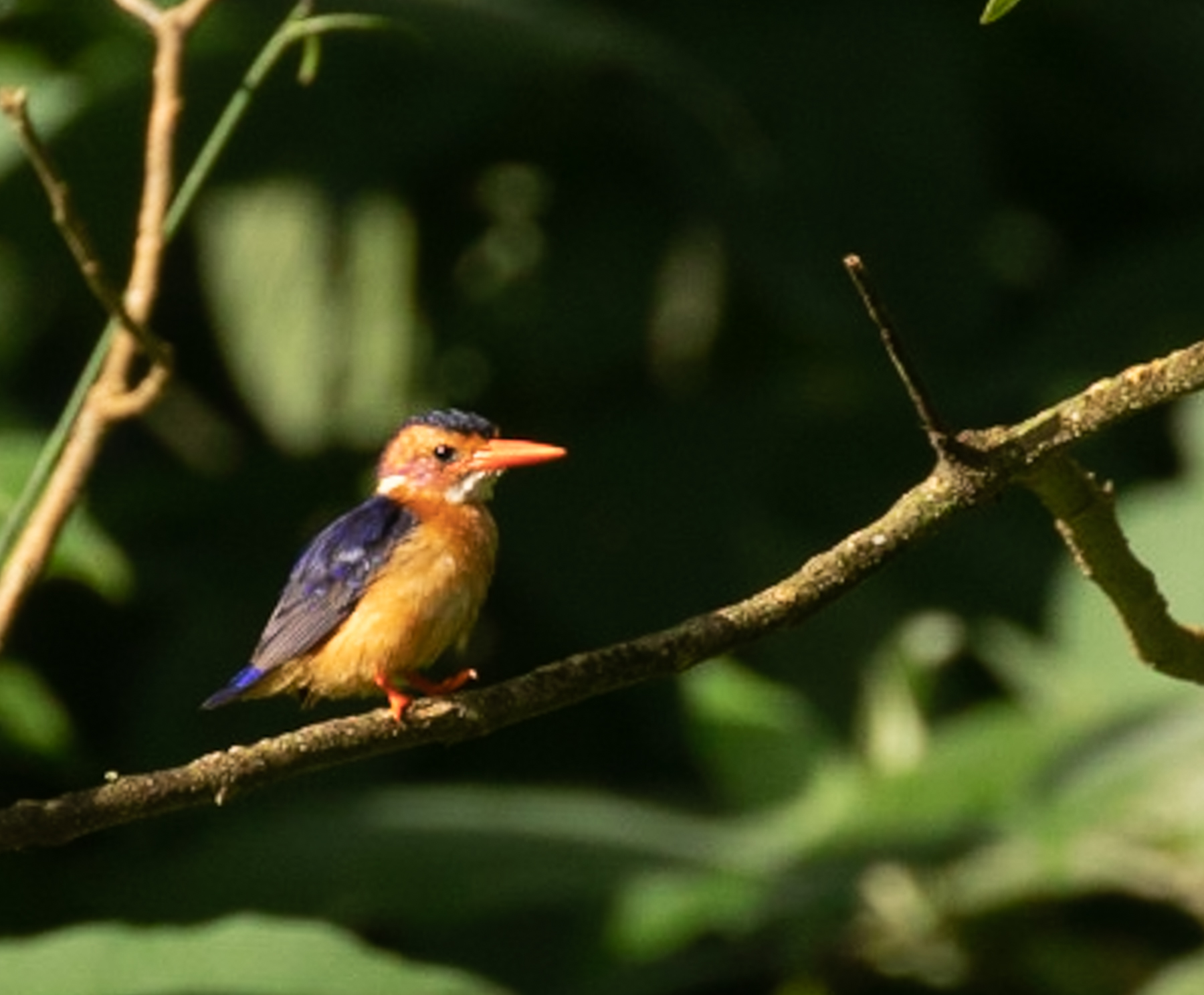Kingfisher