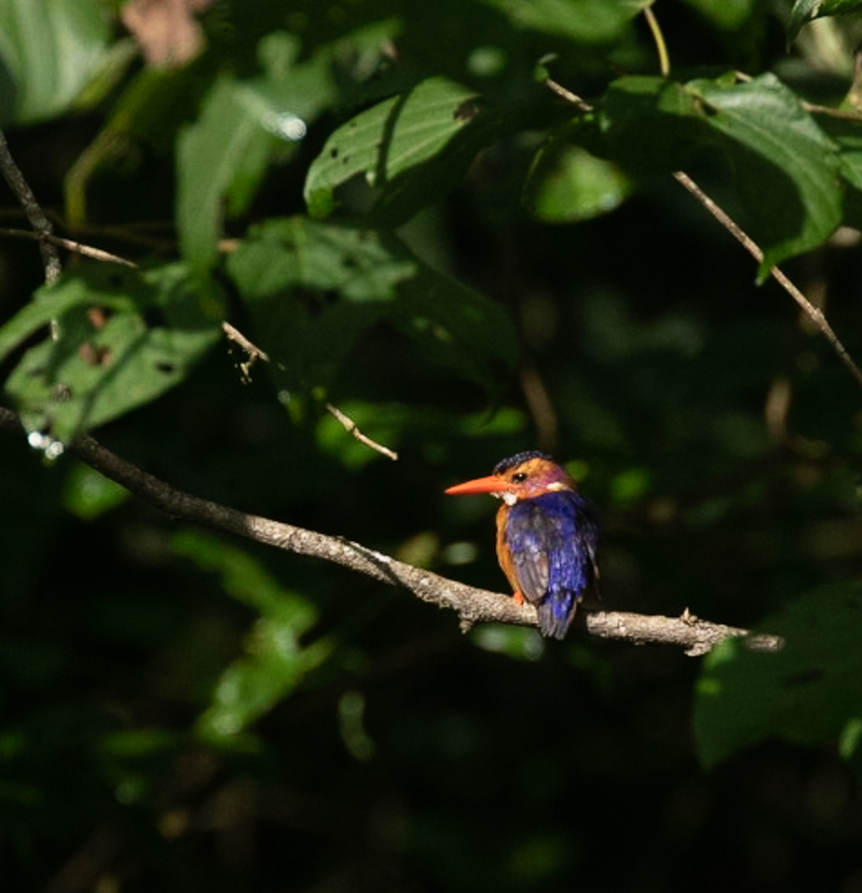 Birdlife