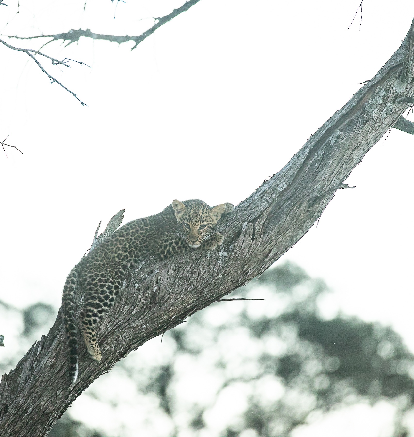 Leopard