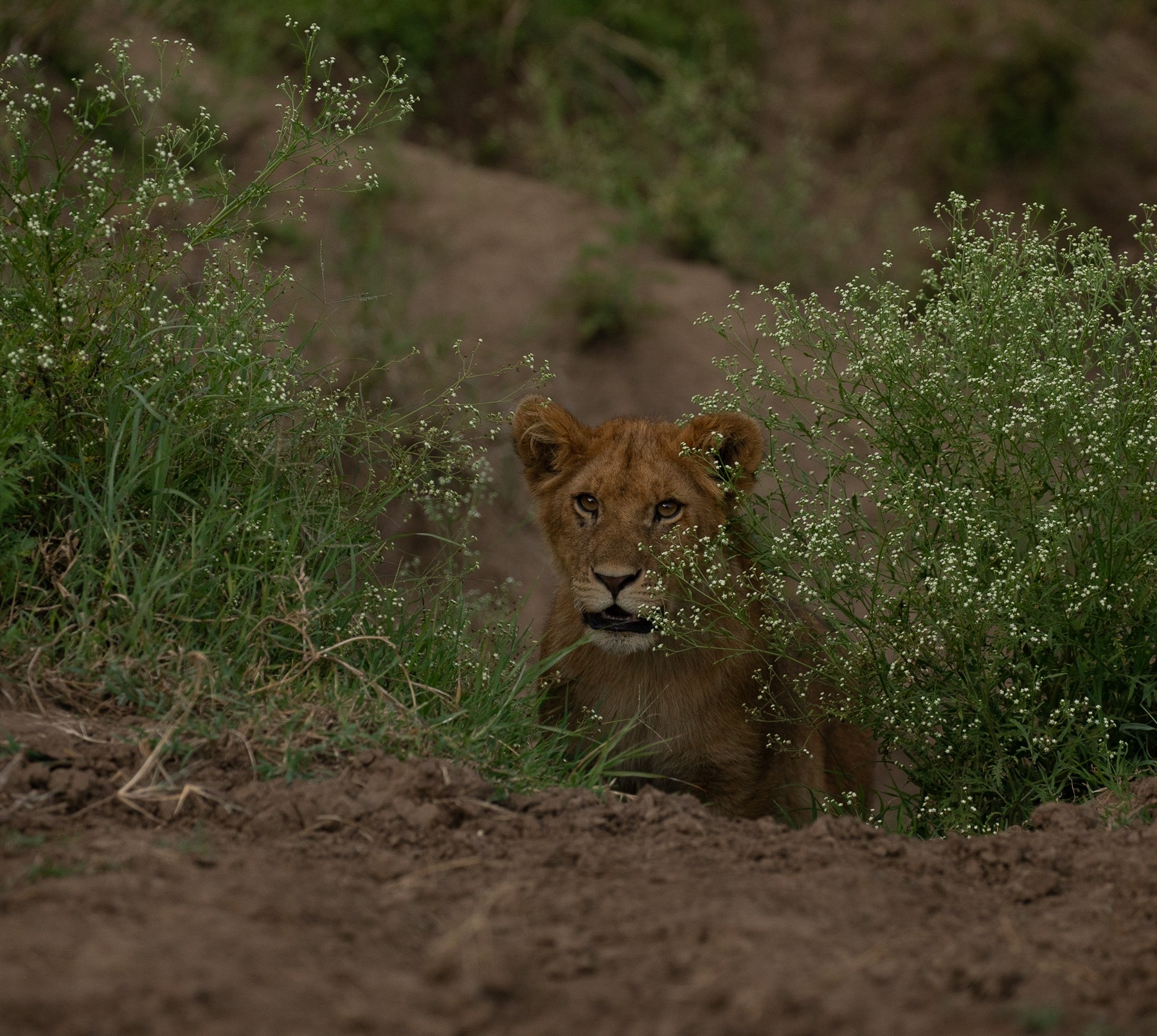 Lion cub
