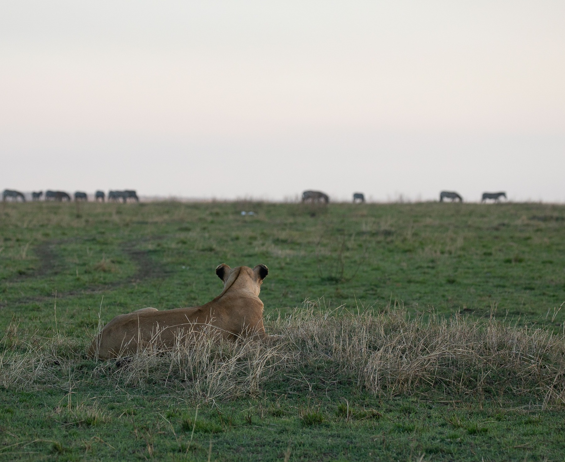 Watching the Plains