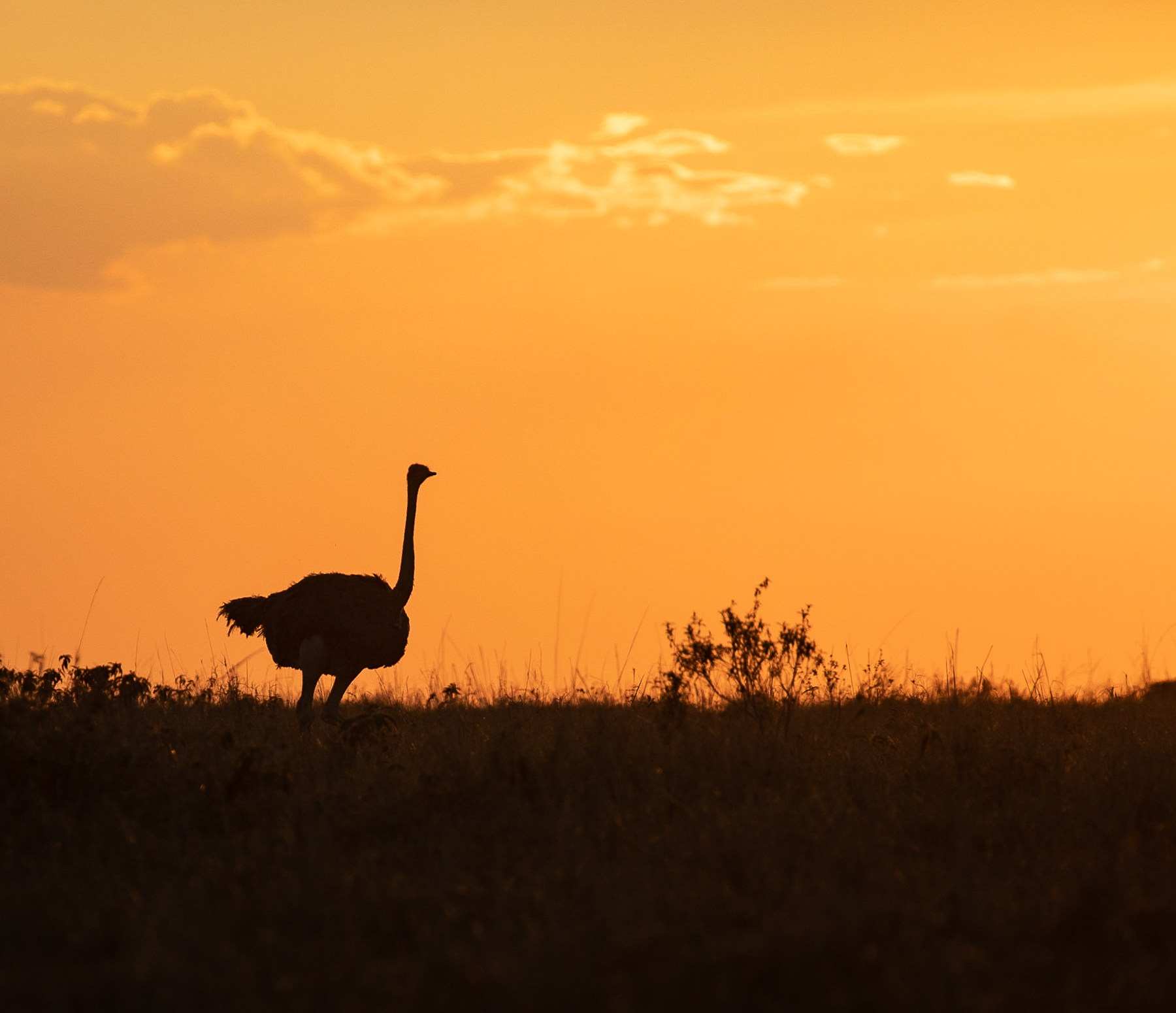 MAMAI wildlife photography