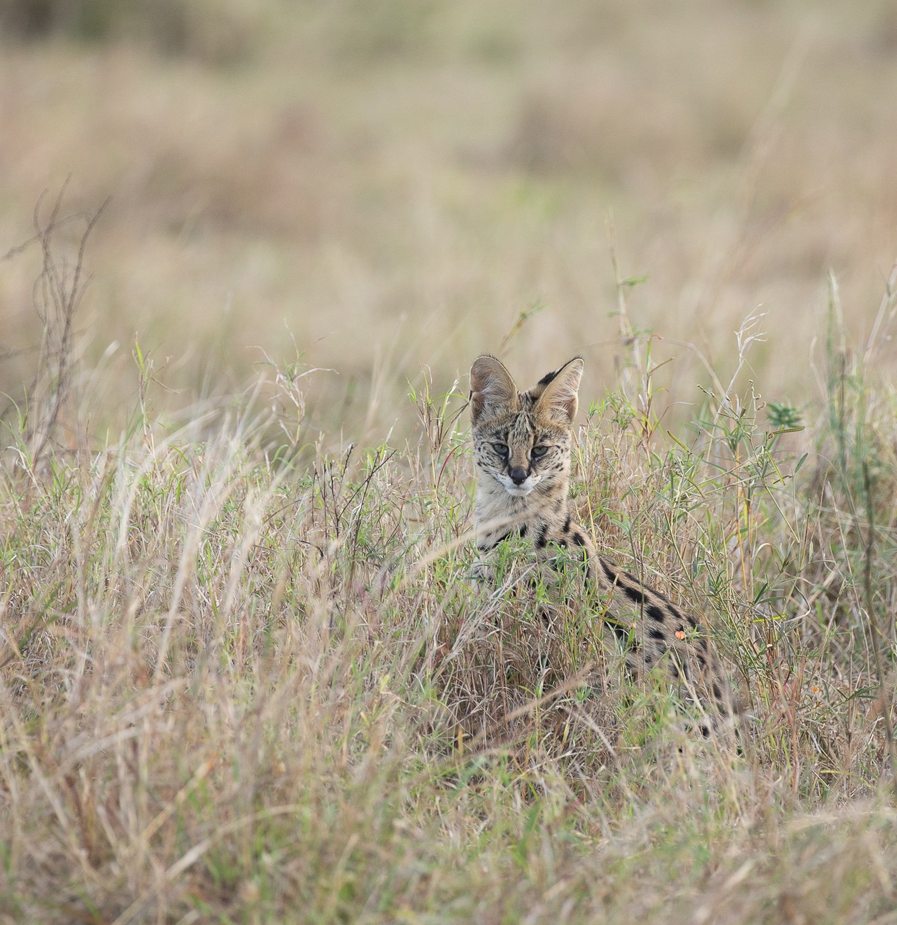 Serval in the Grass